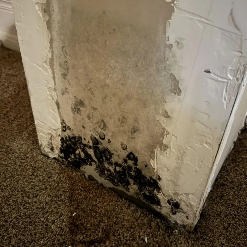 Professional Mold Removal in Greenville, PA